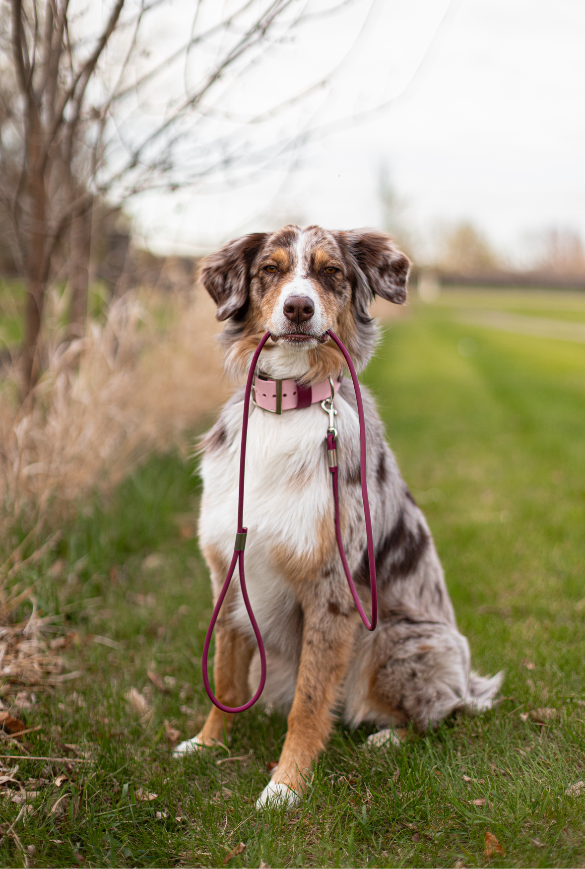 Rolled Adventure Leash