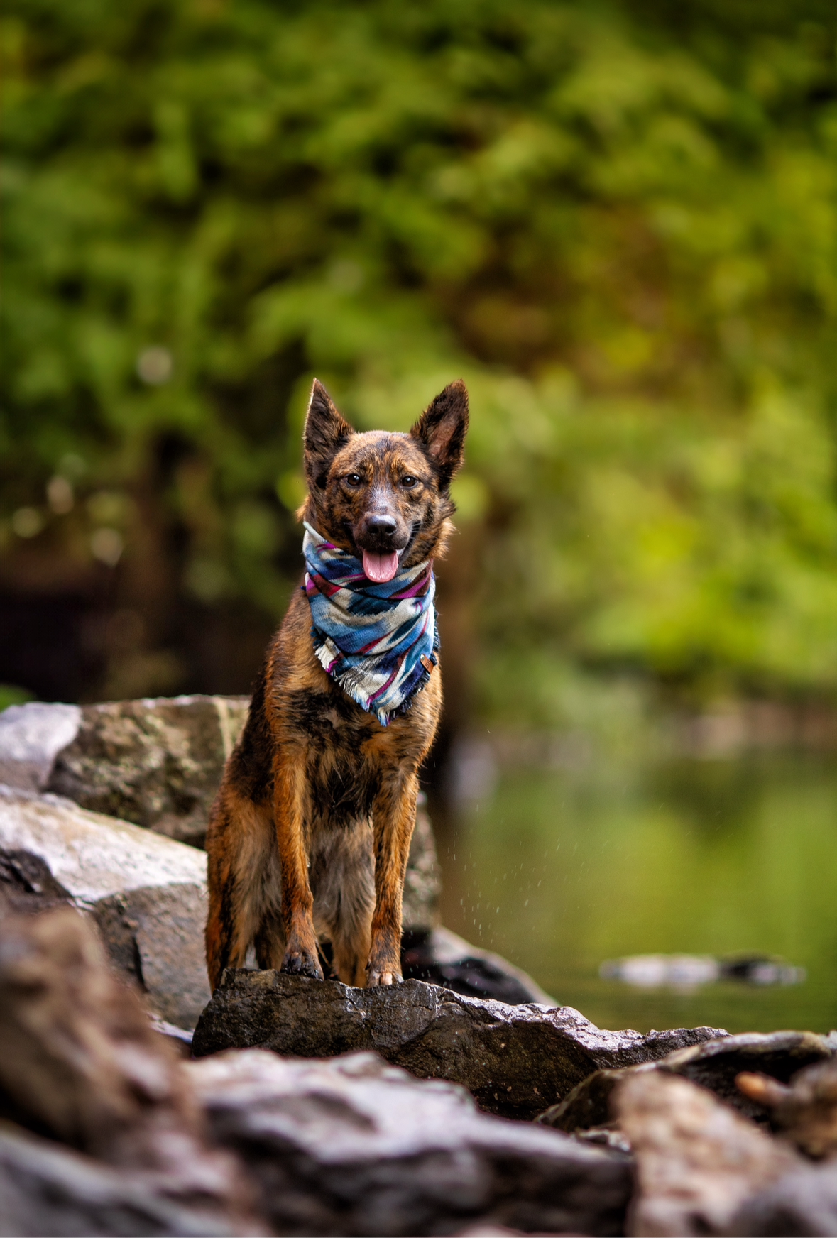 Cascade Bandana