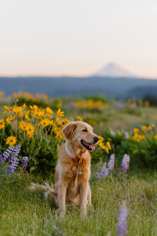 Happy Hippie Velvet Collar