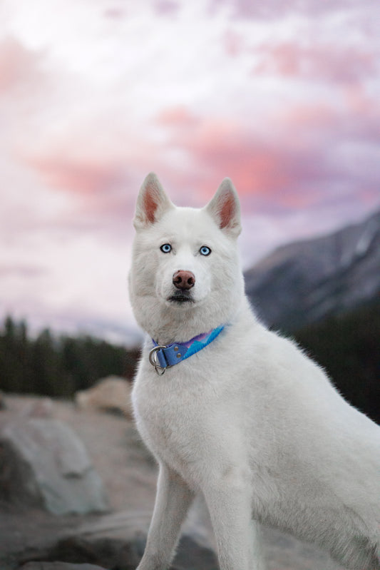 Rocky Mountain Velvet Collar