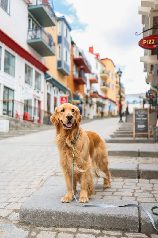 Collar and Leash Bundle