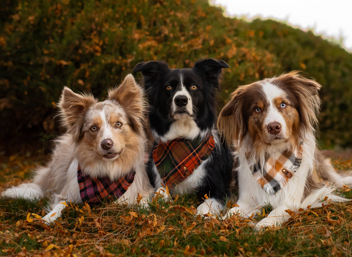 Harvest Bandana