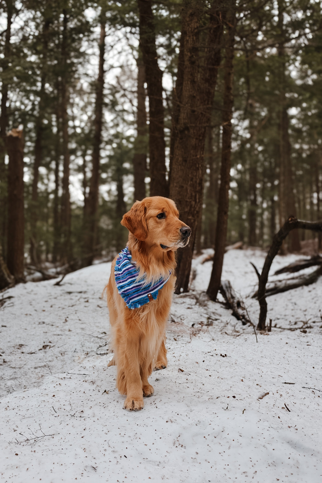 Periwinkle Bandana
