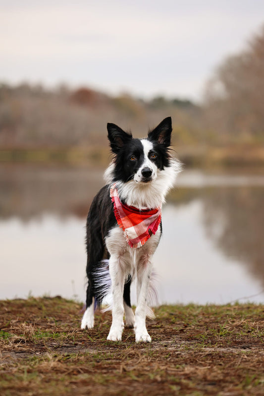 Lover’s Picnic Bandana