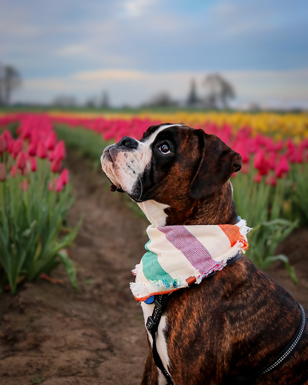 Wynwood Bandana