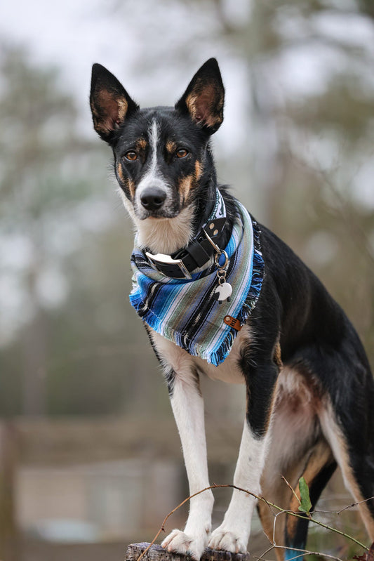 Lazurite Bandana
