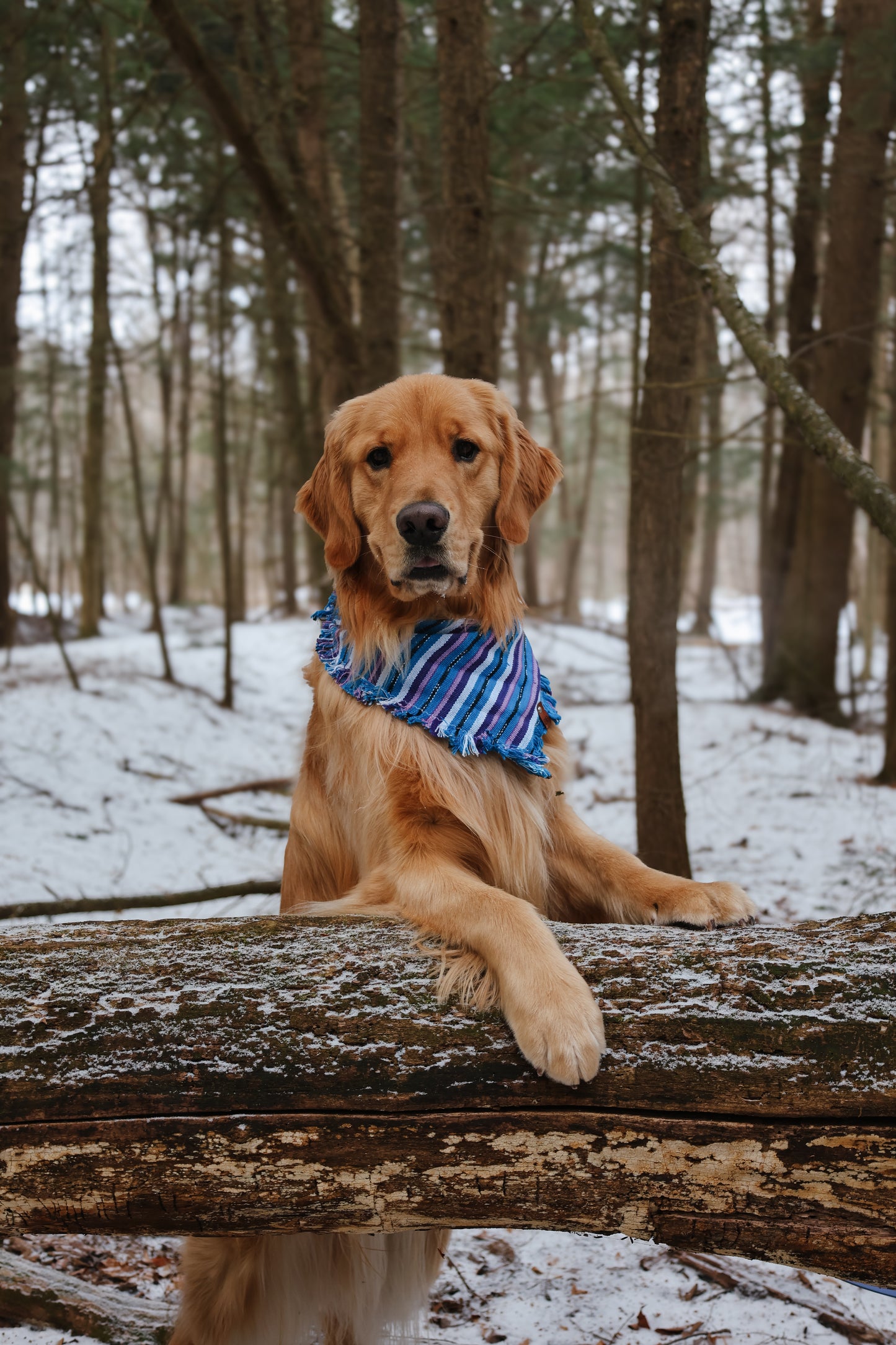 Periwinkle Bandana