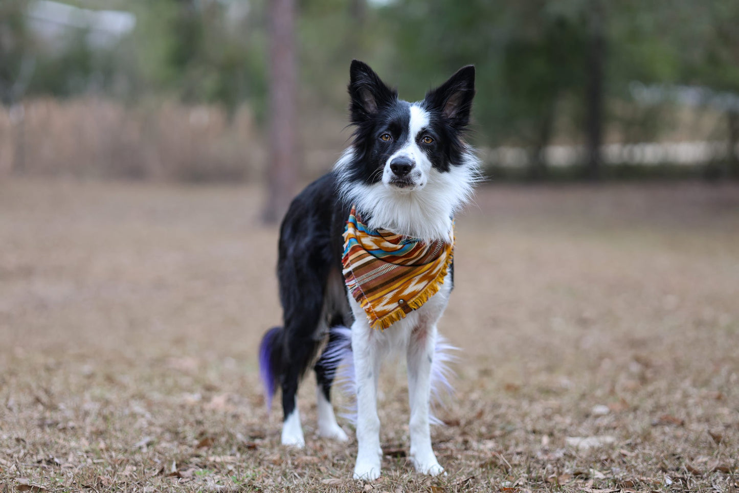 Wild West Bandana
