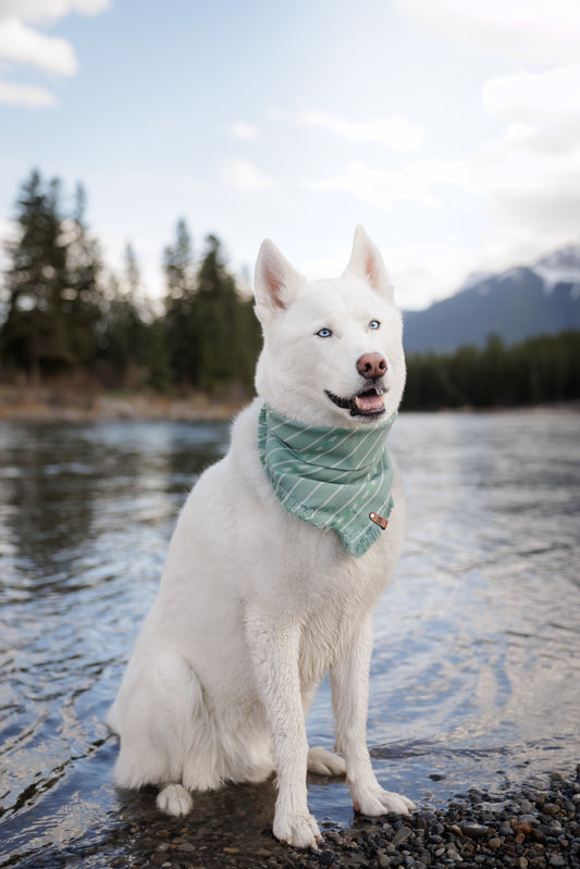 Minty Sage Bandana