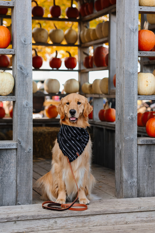 Rayback Bandana