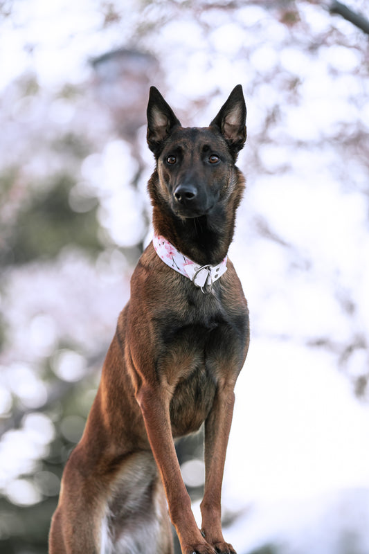 Cherry Blossom Velvet Collar