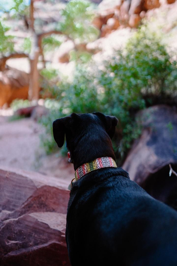 Trout Velvet Collars