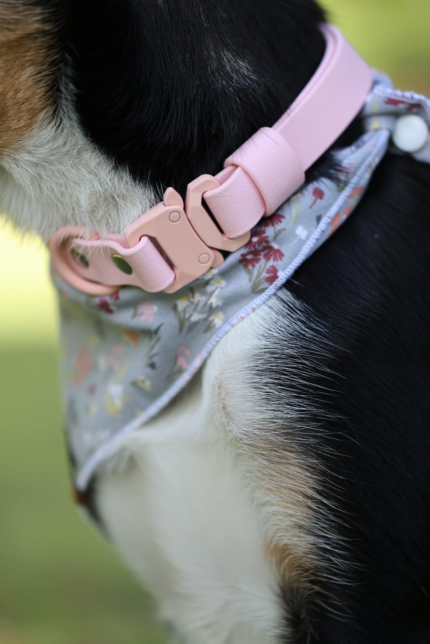 Quick Release Collar