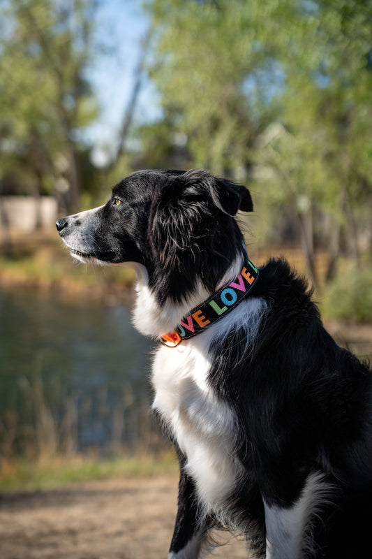 Neon Love Collar