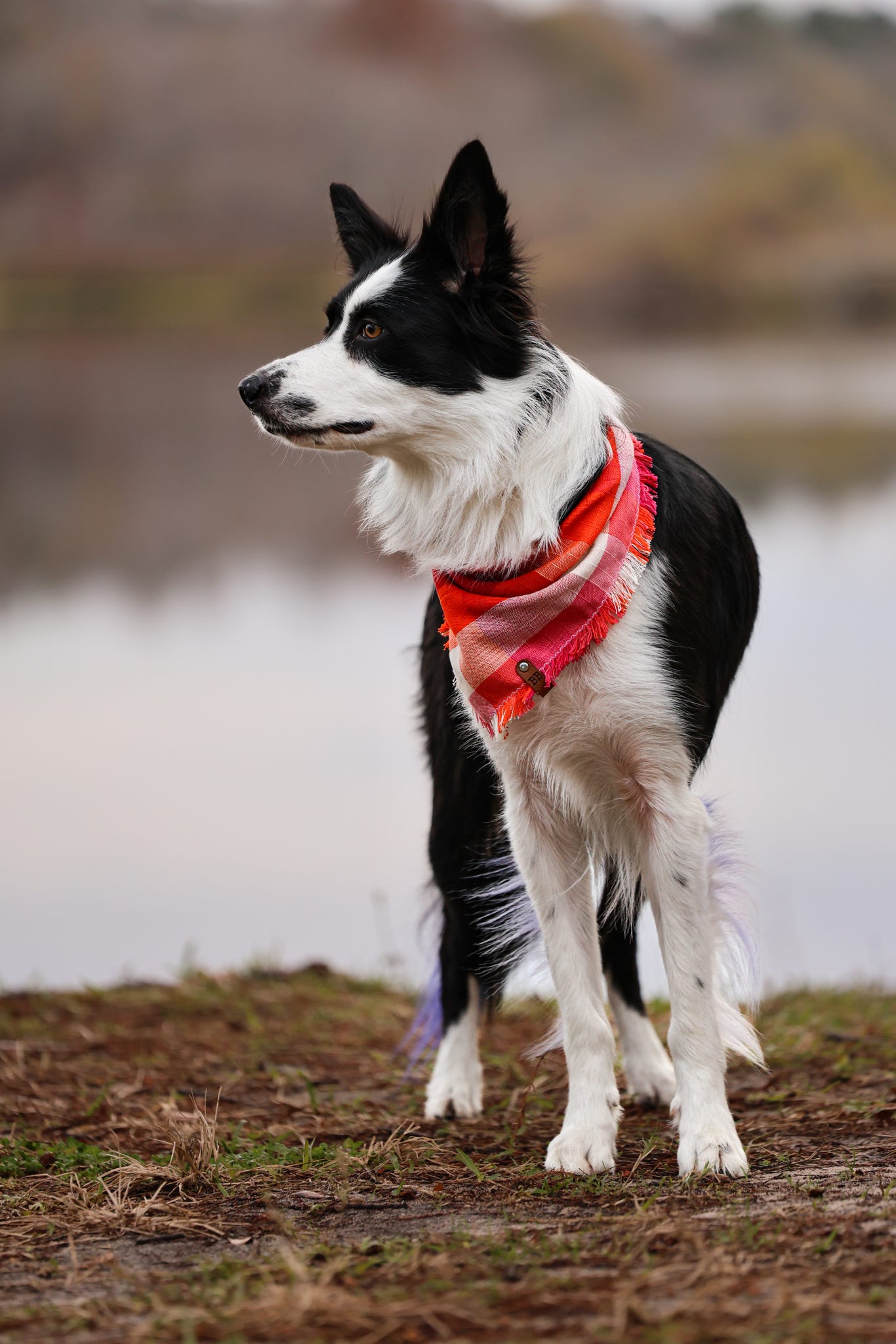 Lover’s Picnic Bandana