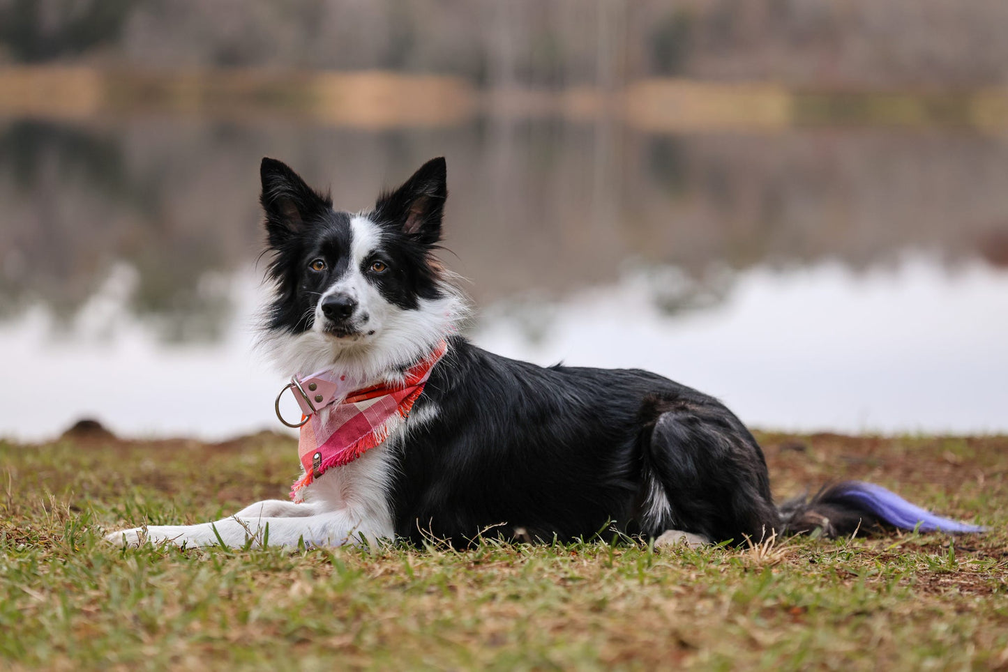Lover’s Picnic Bandana