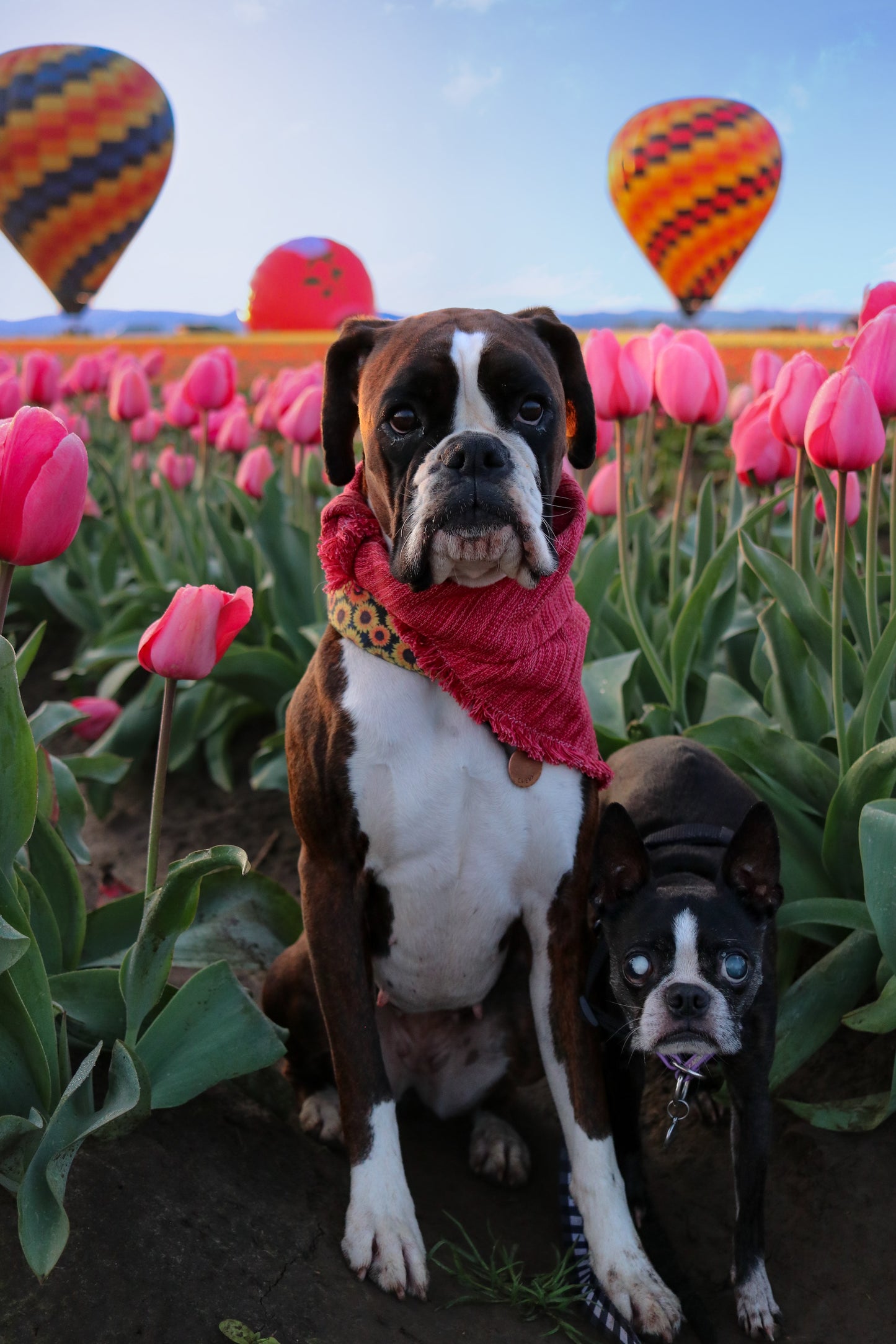 Bubblegum Bandana
