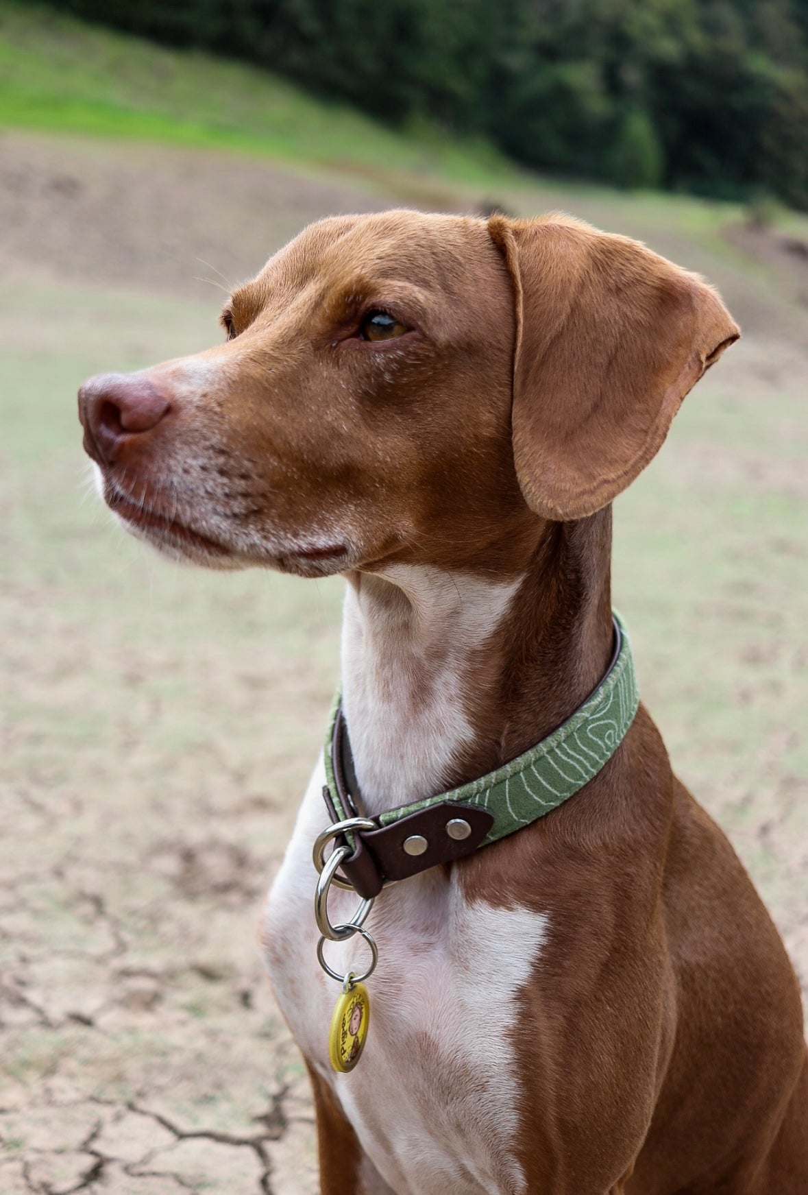 Topography Velvet Collar