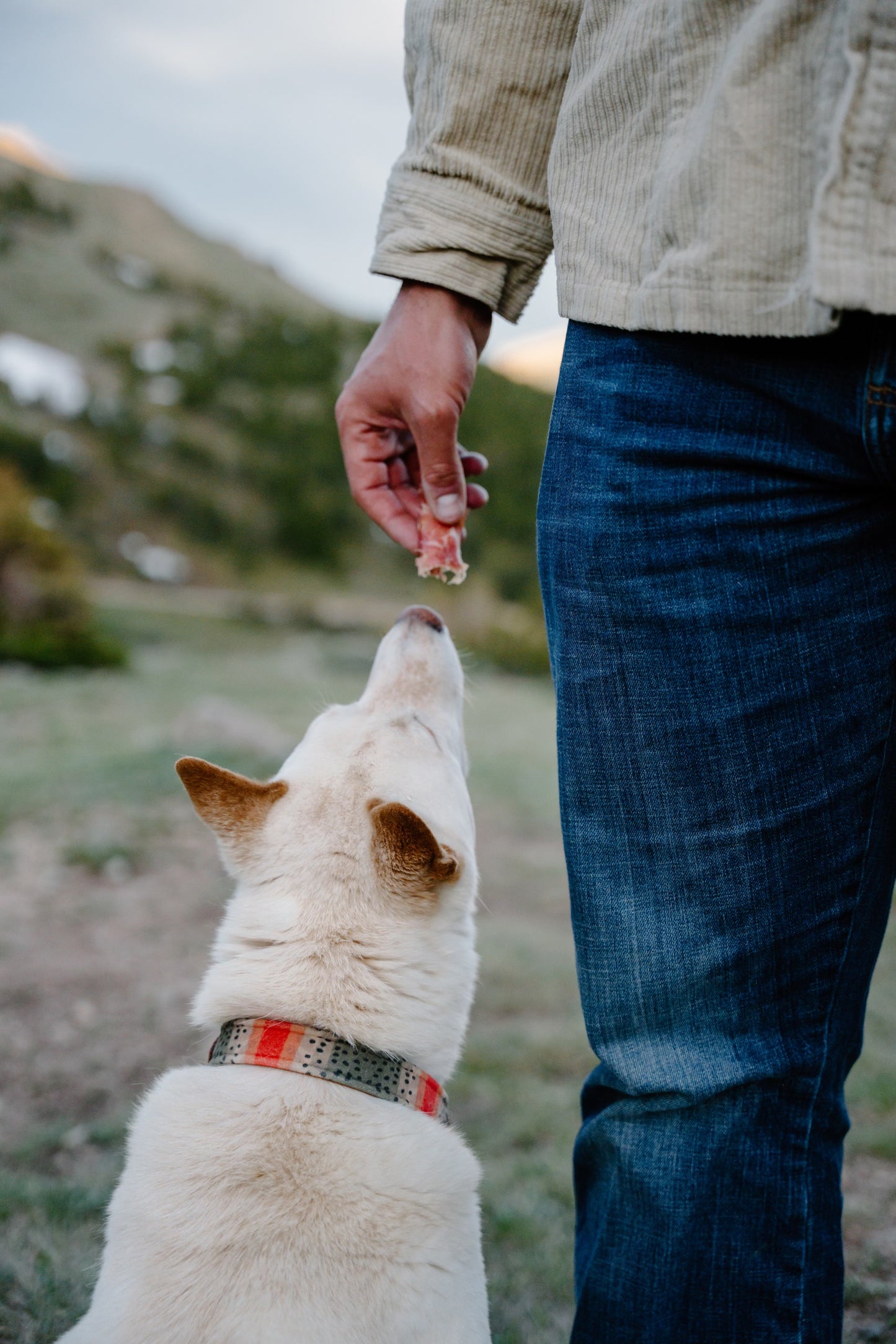 Trout Velvet Collars