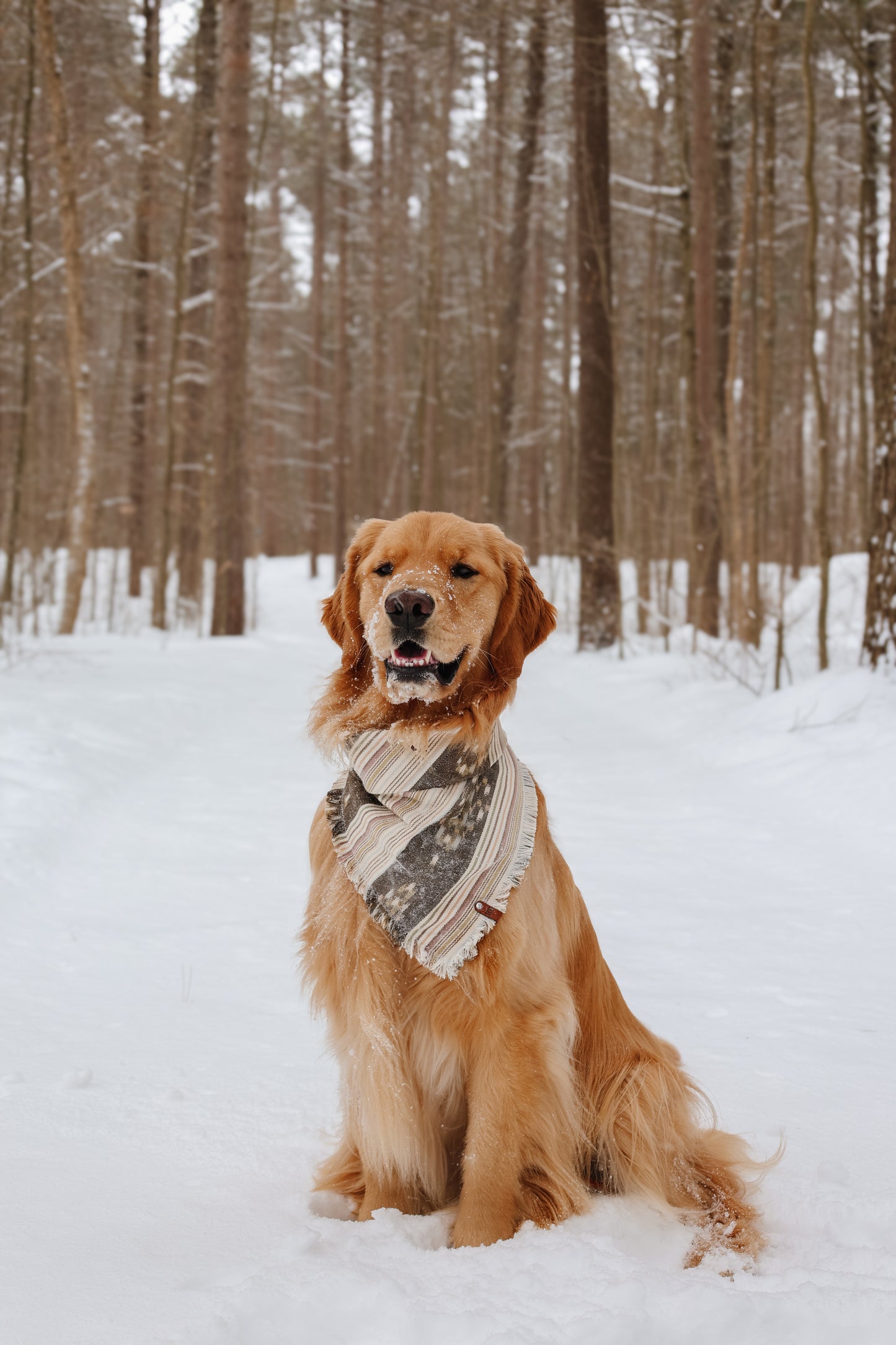 Lupine Bandana