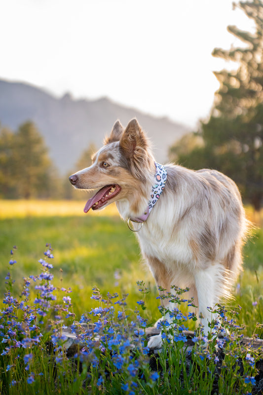 Pastel Panther Velvet Collar