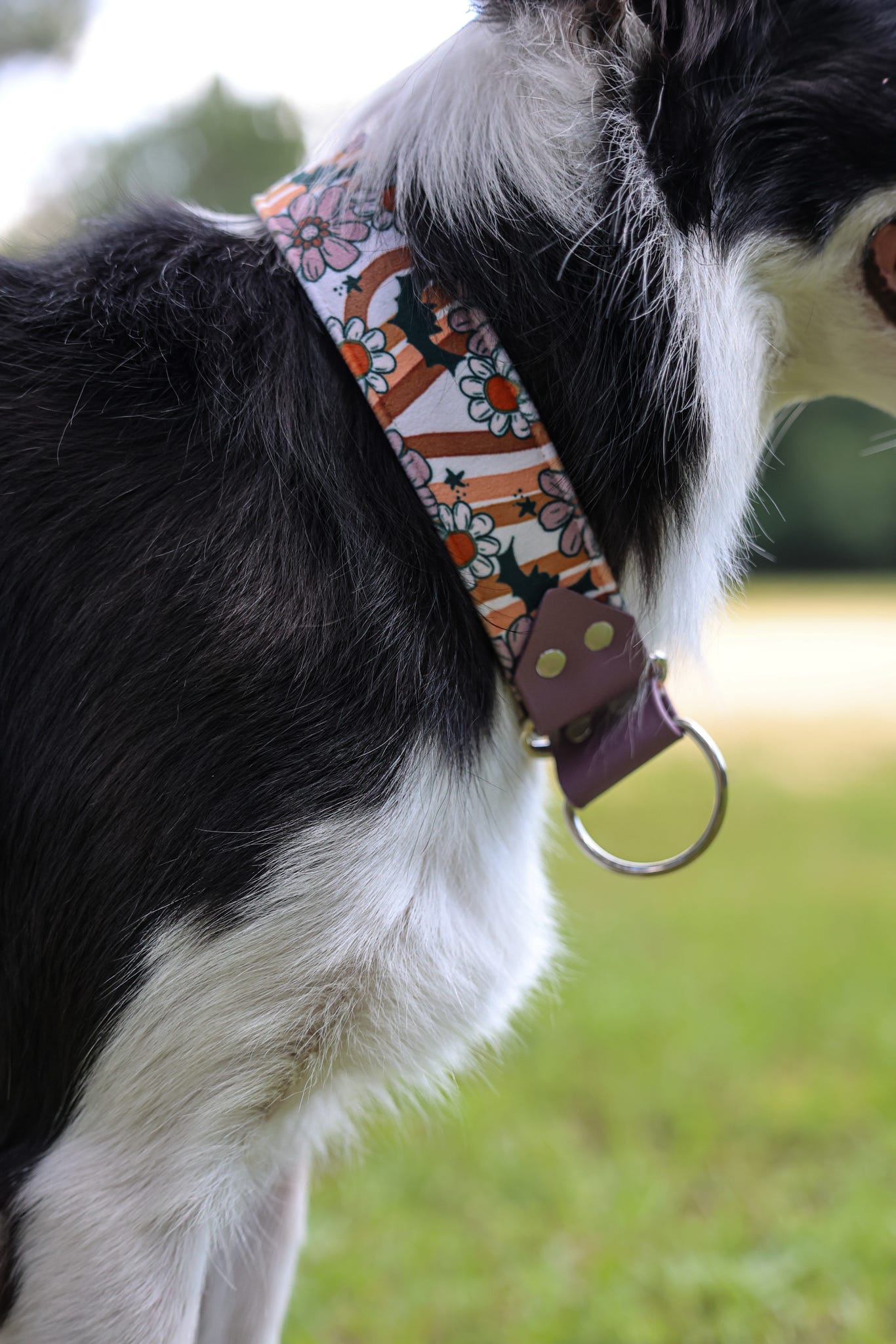 Boogie Bats Velvet Collar