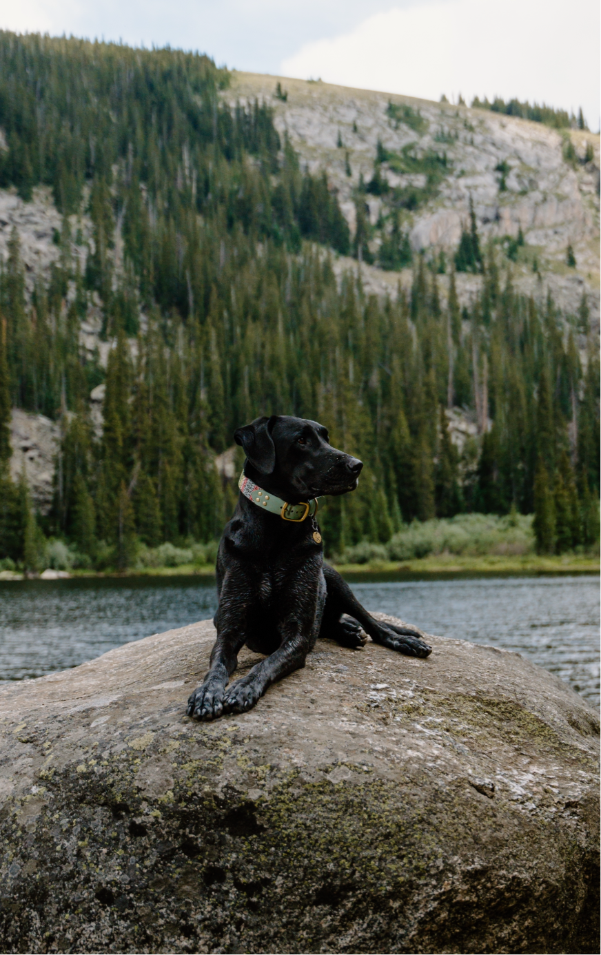 Trout Velvet Collars