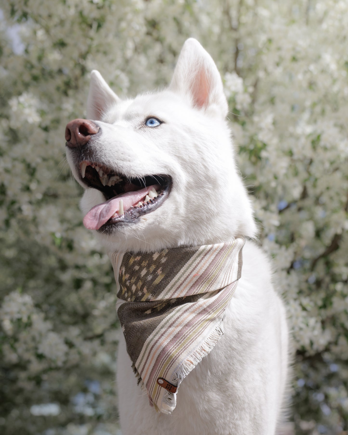 Lupine Bandana