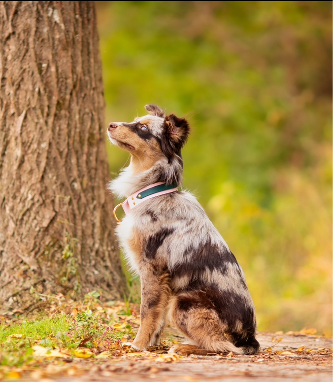 Double Layer Adventure Collar