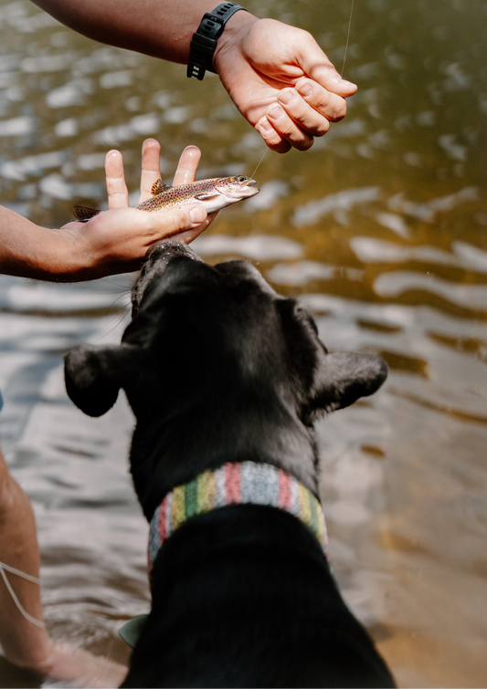 Trout Velvet Collar