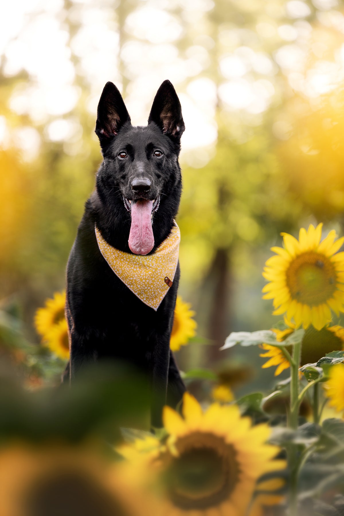 Daffodil Bandana