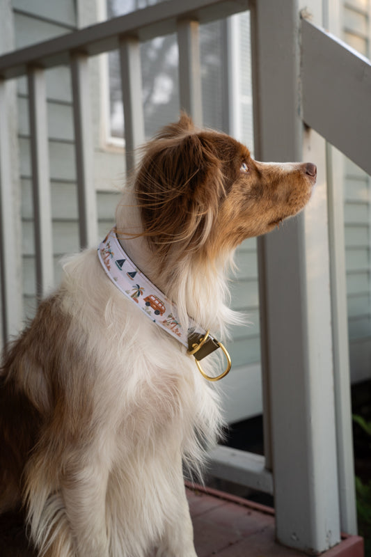 Beach Bum Velvet Collar