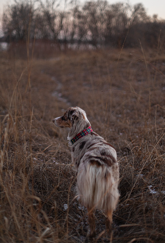 Below Zero Velvet Collar