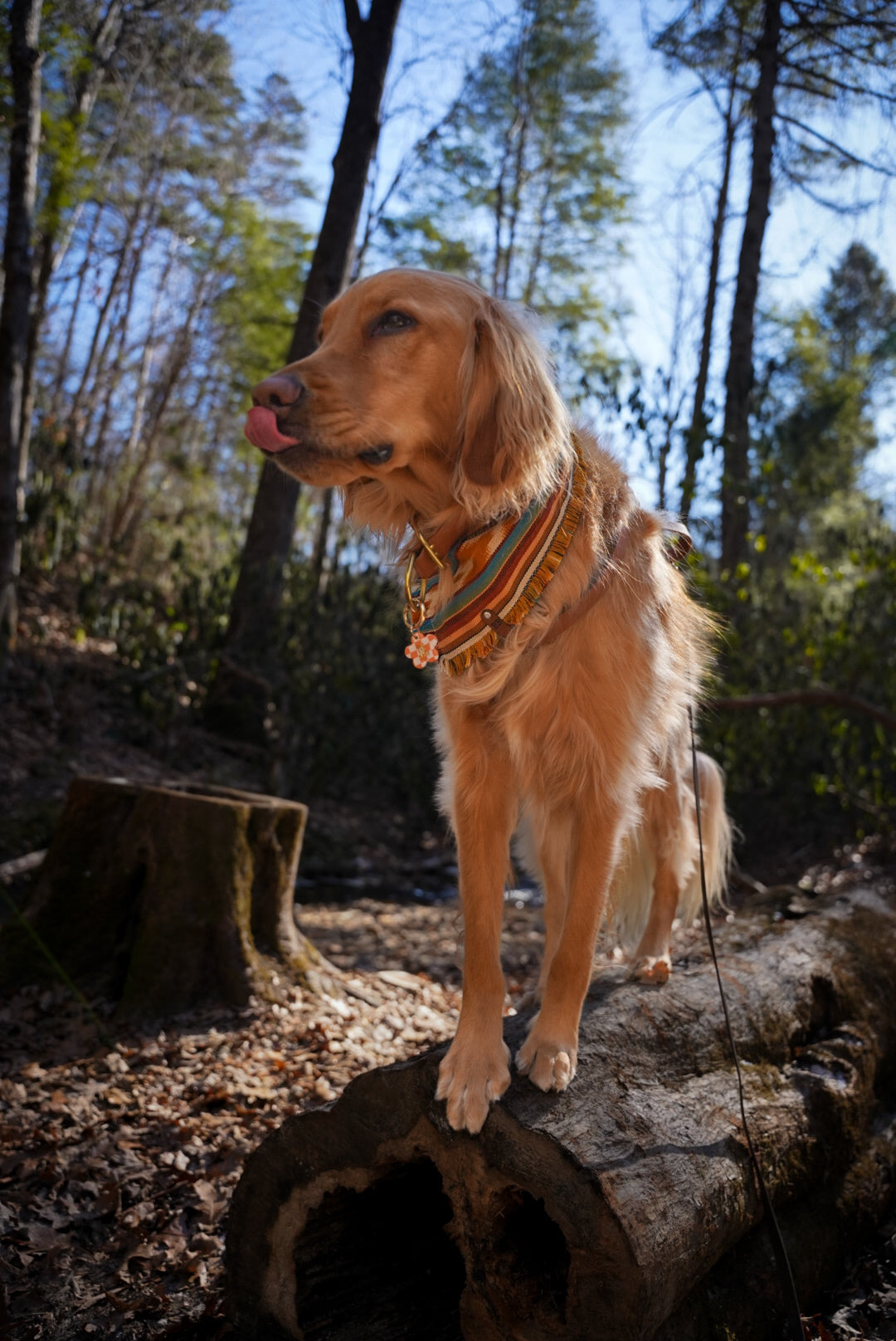 Wild West Bandana