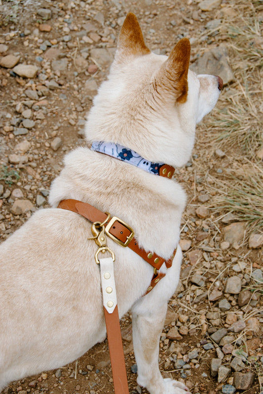 Adventure Harness and Leash Bundle