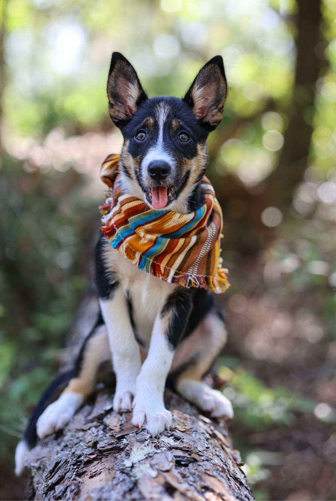 Wild West Bandana