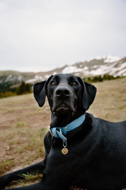 Wander Collar