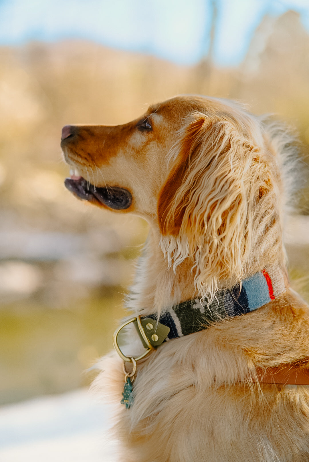 Scout Stripe Pendleton Collar