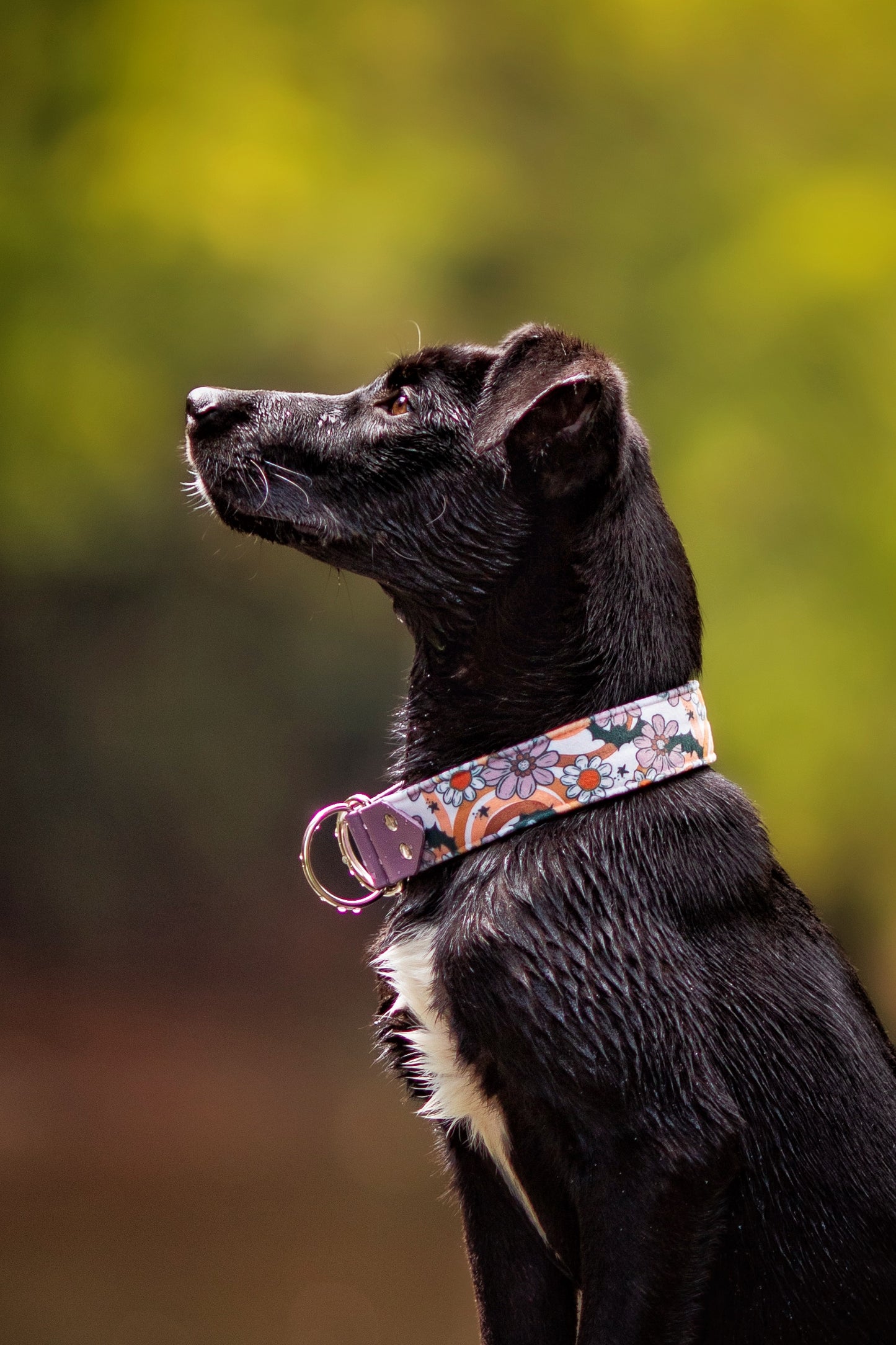 Boogie Bats Velvet Collar