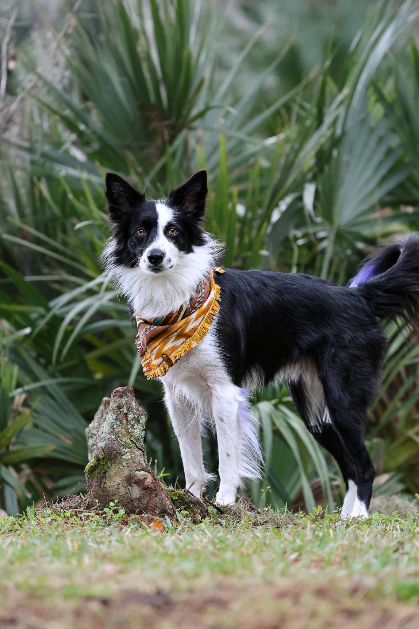 Wild West Bandana