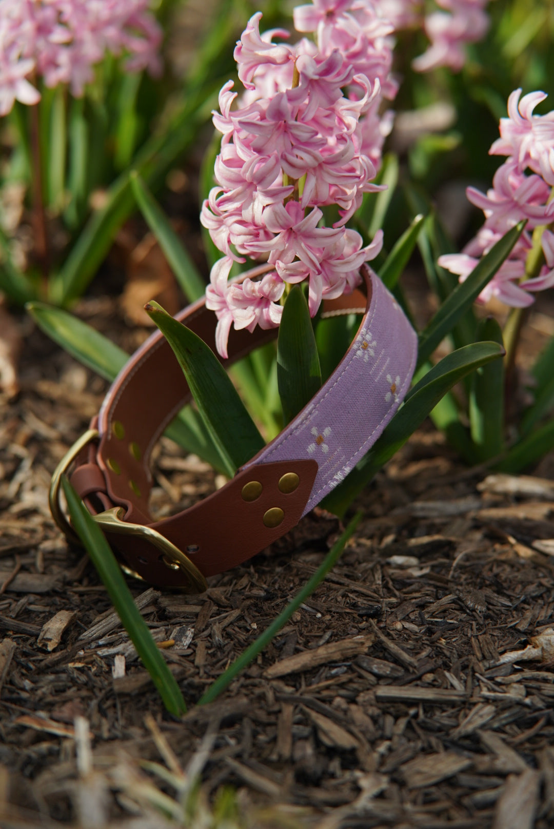 Forest Forage Daisies Collars