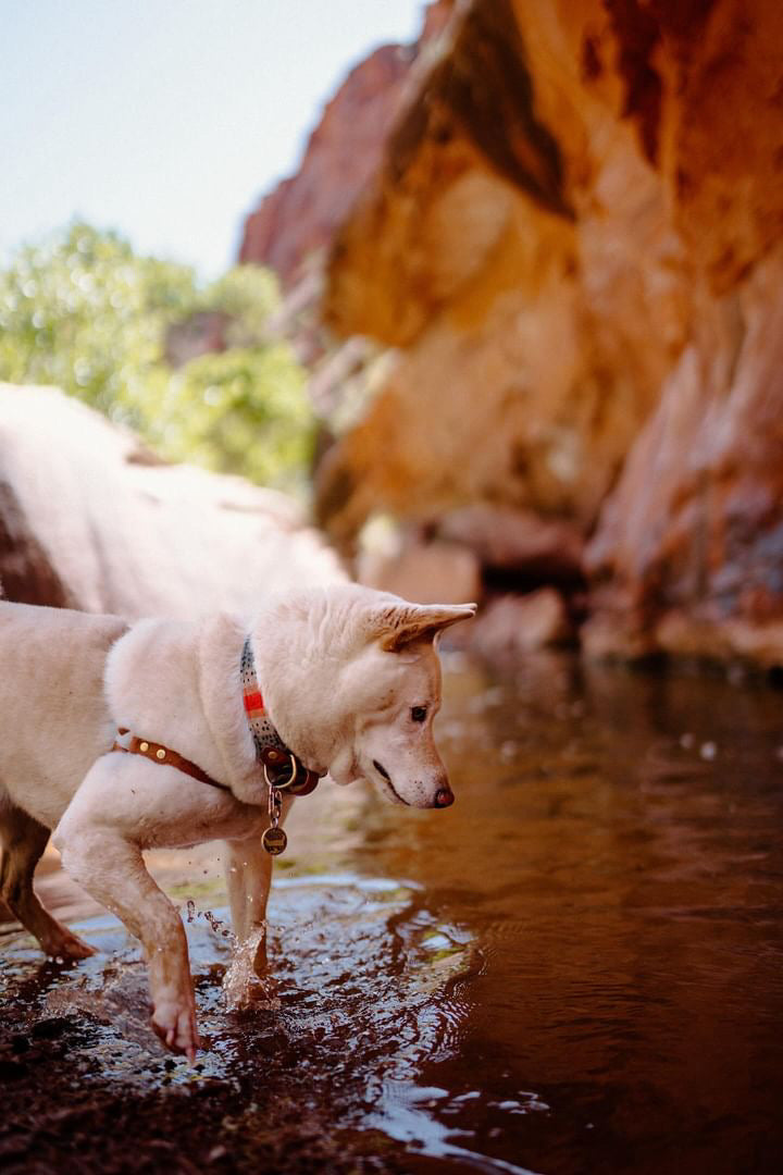 Trout Velvet Collars