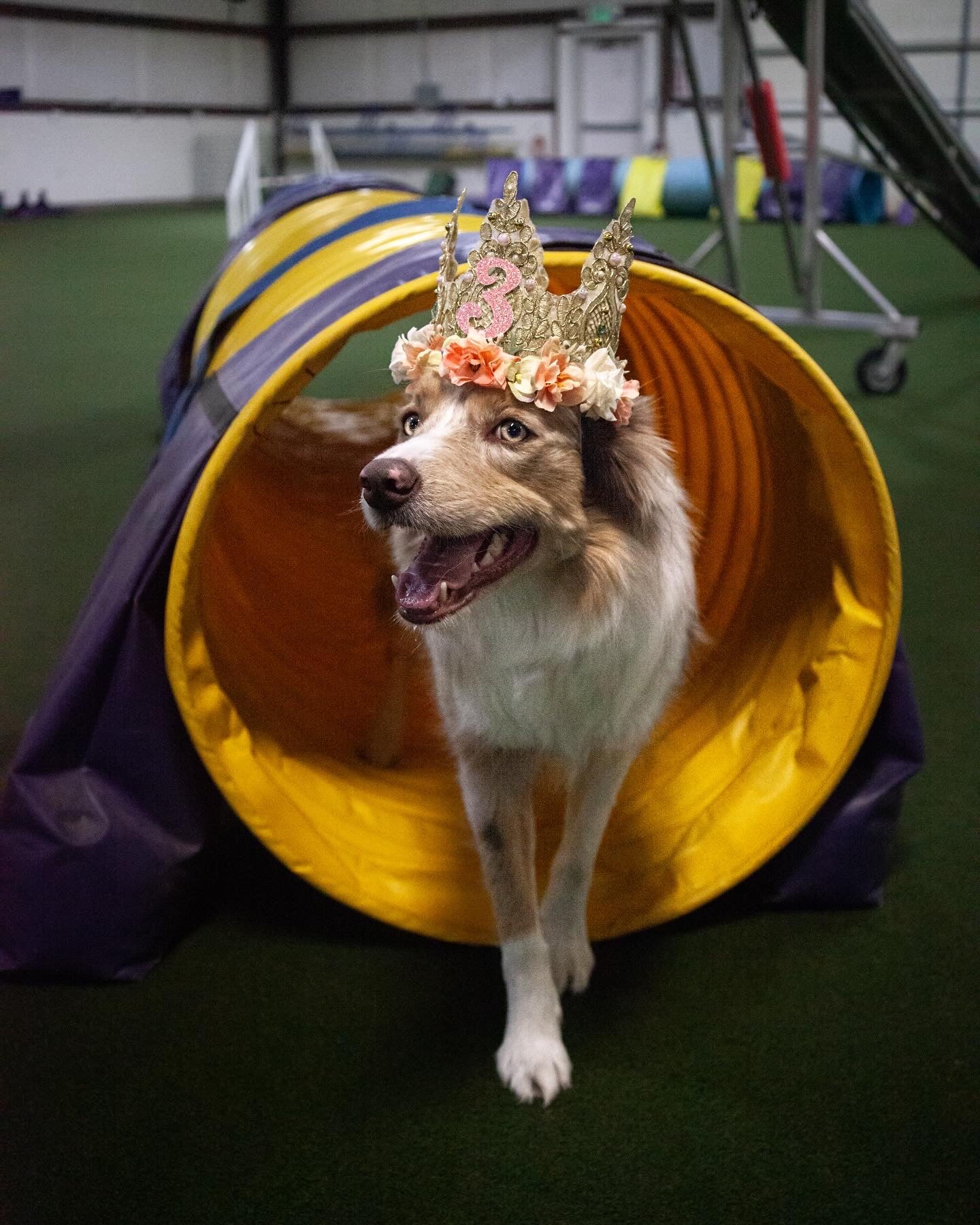 Birthday Flower Crown
