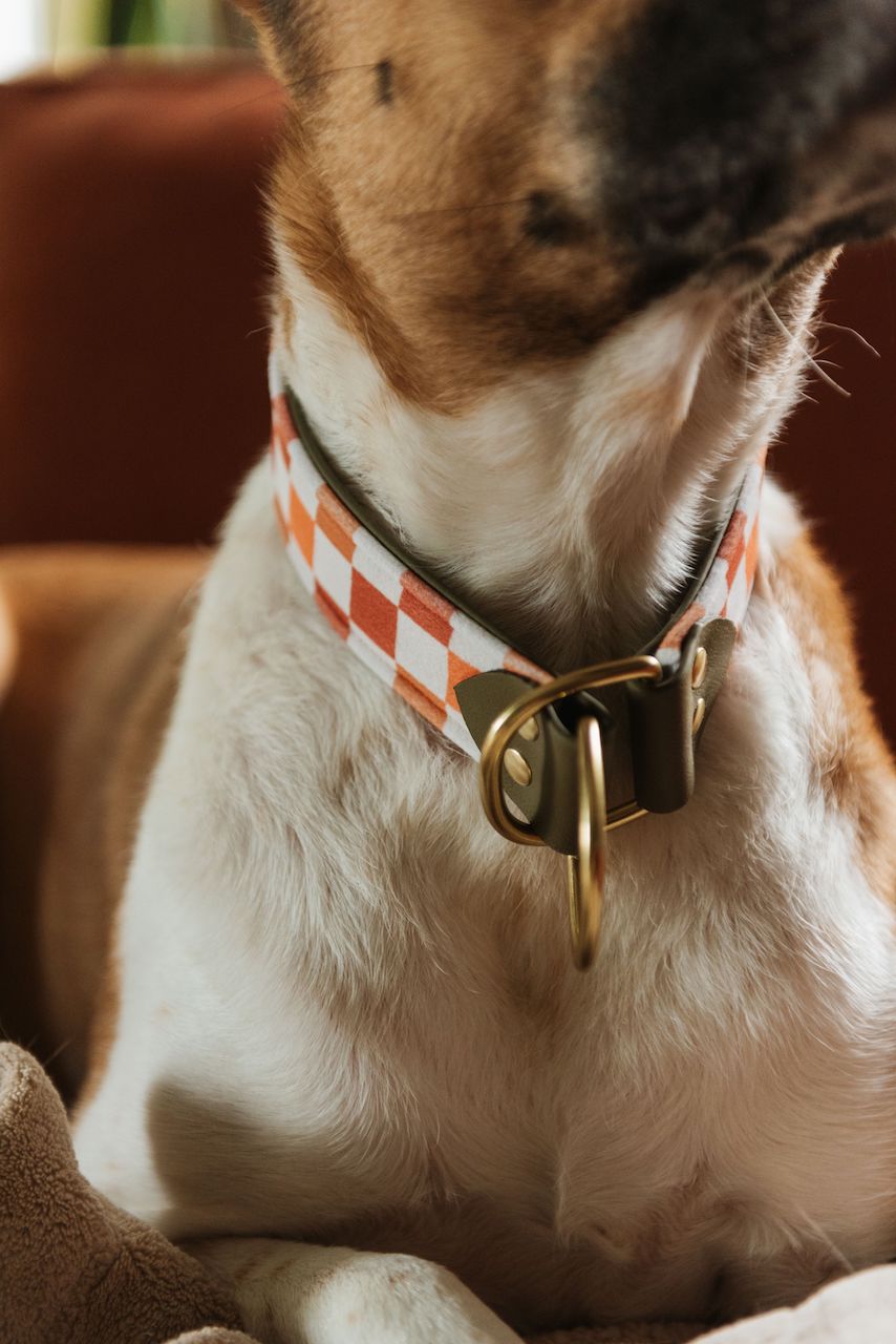 Autumn Velvet Collar