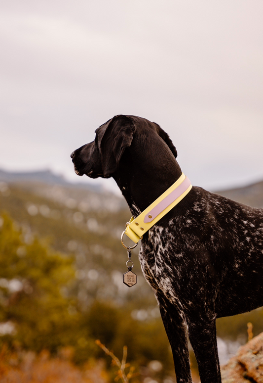 Double Layer Adventure Collar