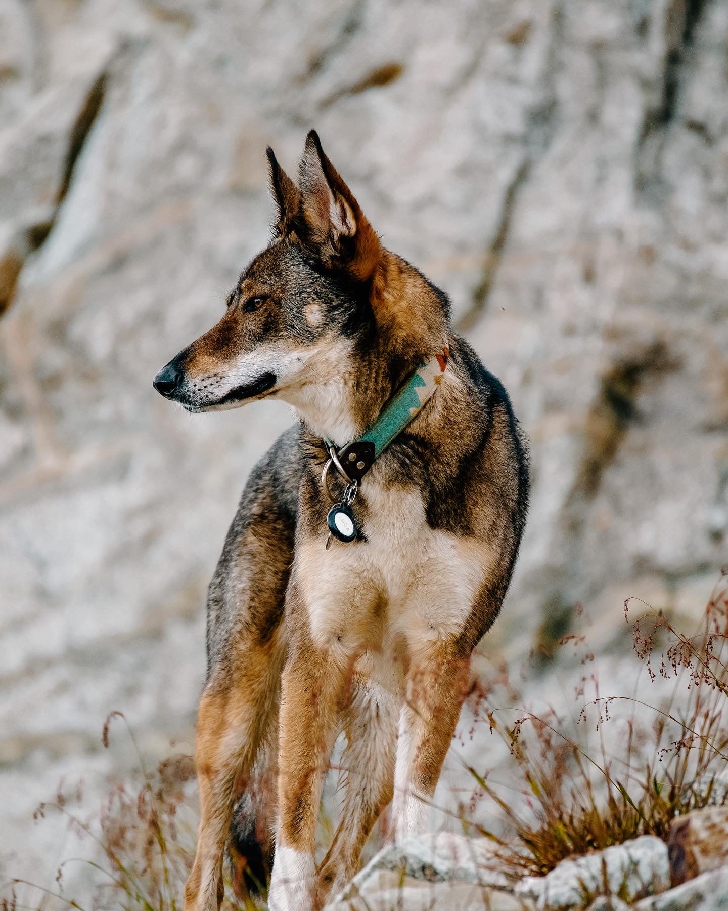 Rancho Aqua Pendleton Collar