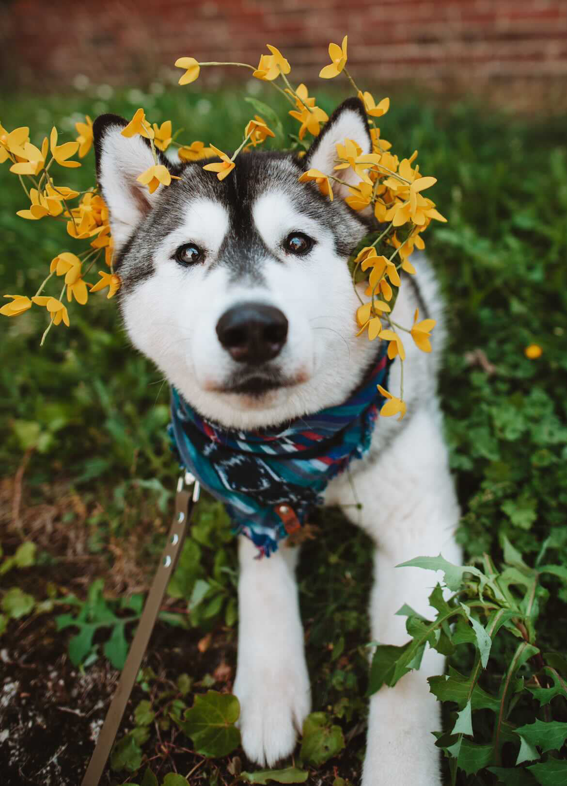 Kodiak Bandana