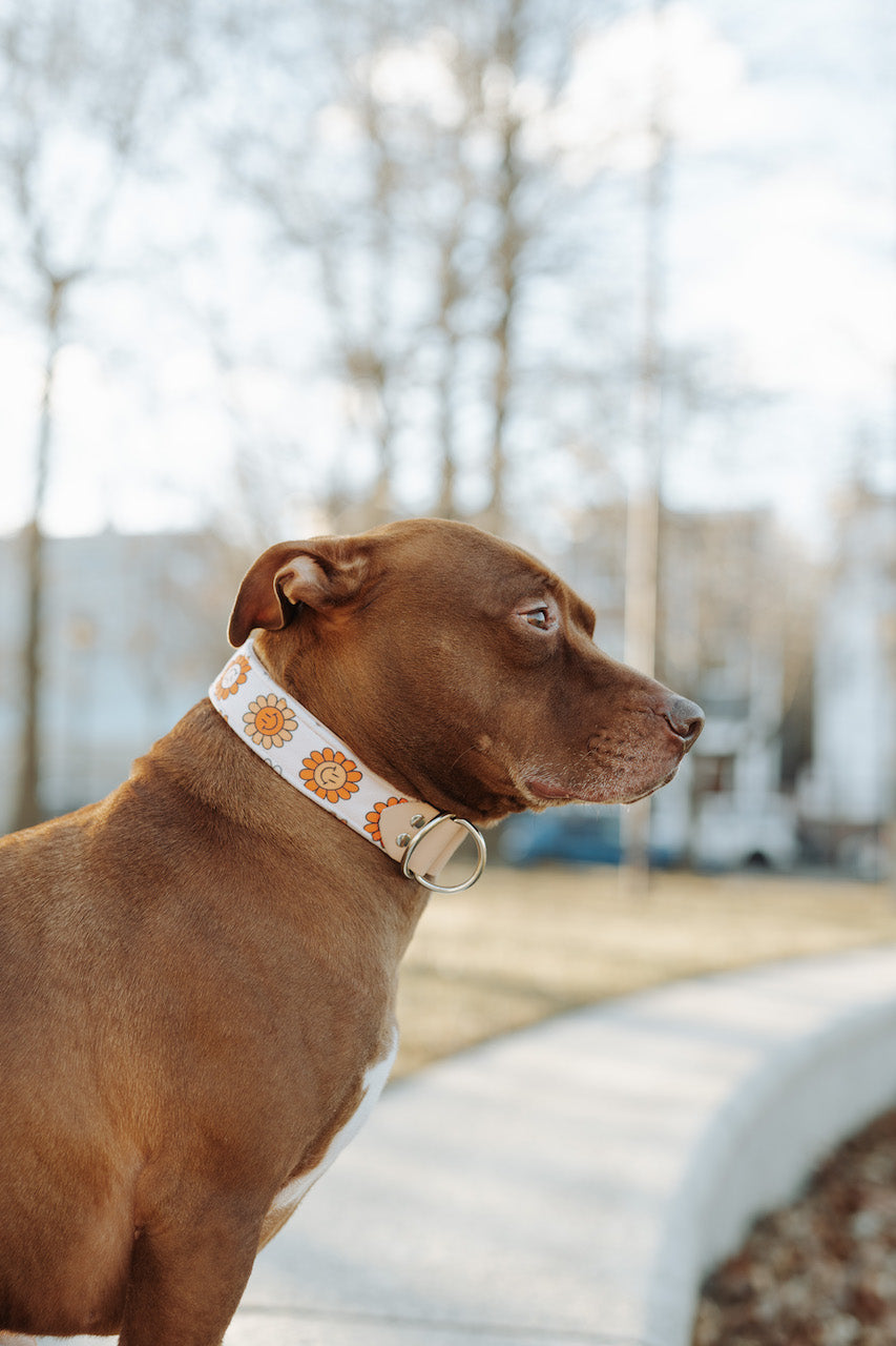 Flower Power Velvet Collar