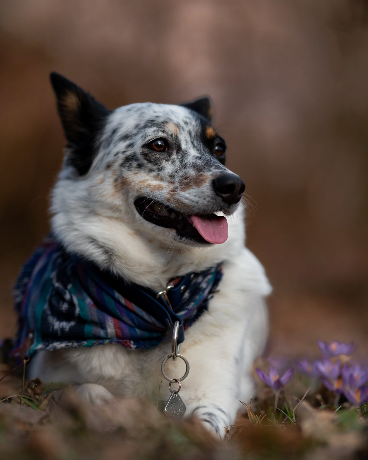 Kodiak Bandana