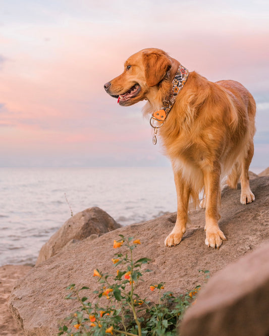 Floret Velvet Collar